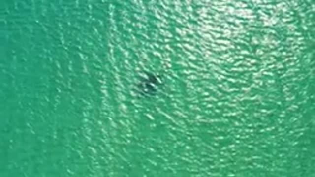 Dolphin Swimming in Clear Turquoise Ocean Water