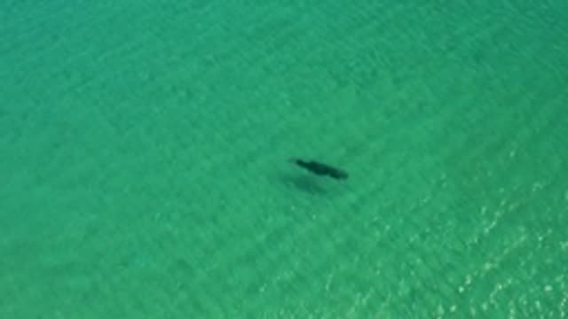 Dolphin Swimming in Shallow Turquoise Water
