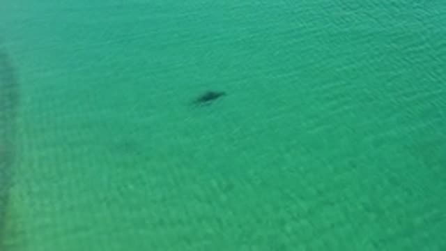 Stingray Swimming in Clear Shallow Ocean Water