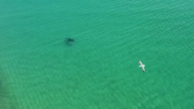Marine Animal Swimming with Seagull Flying Overhead