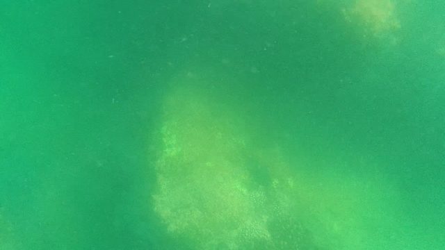 Underwater Seagrass with Brief Fish Passage