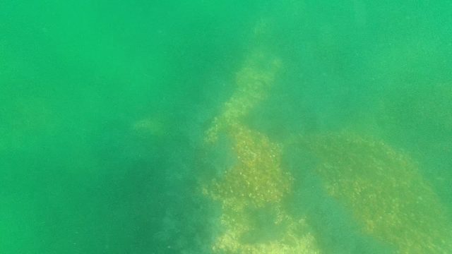 Underwater Seabed with Seaweed and Algae Patches