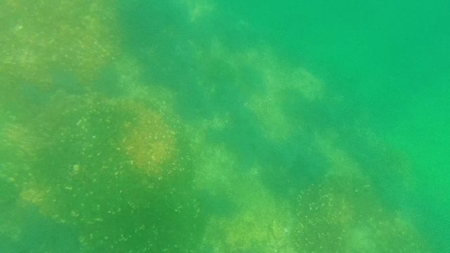 Coral and Small Fish in Underwater Green Water