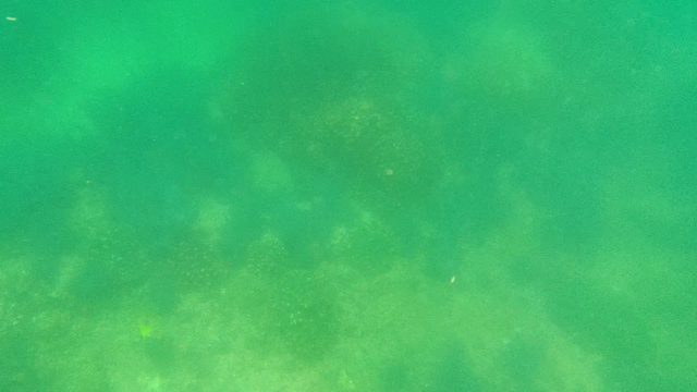 Sea Turtle Swimming Across Sandy Ocean Floor