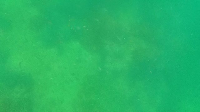 Underwater Fish Swimming Near Rocky Seabed