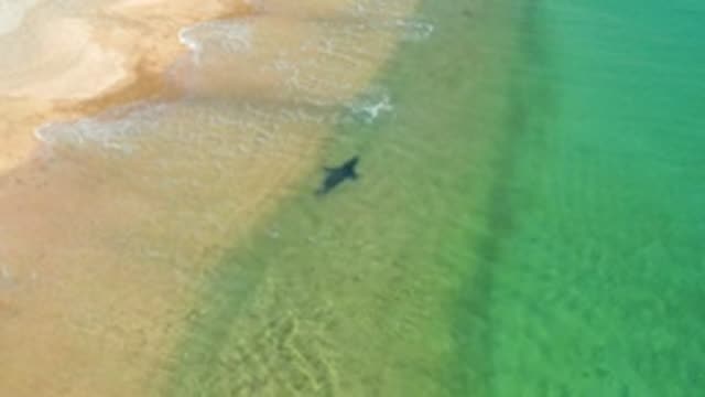 Shark Swimming in Shallow Coastal Waters