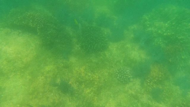 Underwater Coral Reef with Swimming Fish