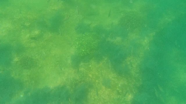 School of Fish Swimming Over Seagrass Seabed