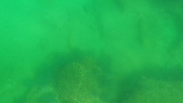 Spotted Fish Swimming and Disturbing Seabed Sediment
