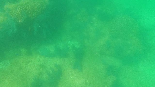 Coral Reef and Fish Swimming Underwater