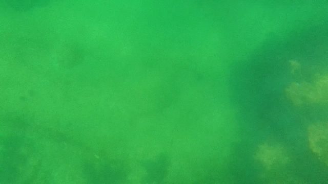 Underwater View of Sandy Seabed and Coral