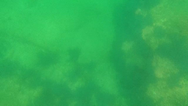 Underwater Seaweed and Rocky Substrate in Green Water