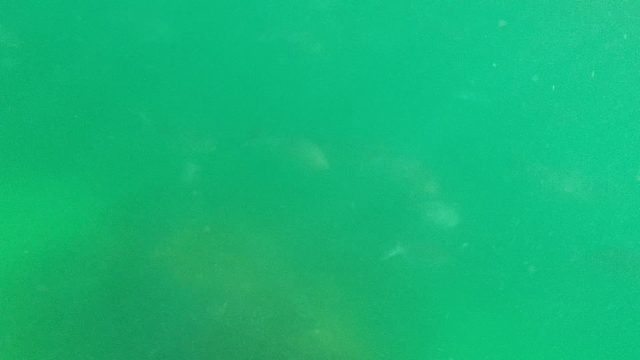 Small Fish Swimming near Underwater Rocks