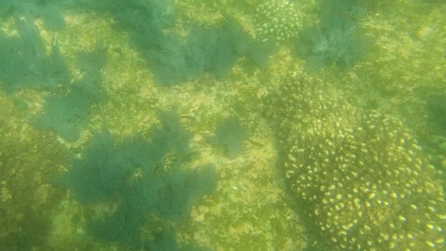 Marine Plants and Corals on the Seabed