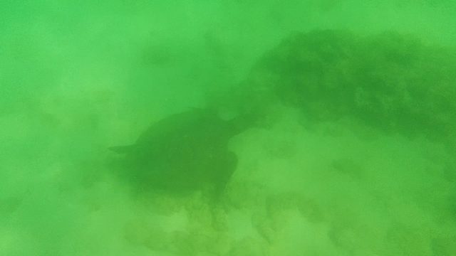 Sea Turtle Swimming on Ocean Floor