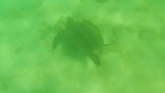 Sea Turtle Swimming in Shallow Green Water