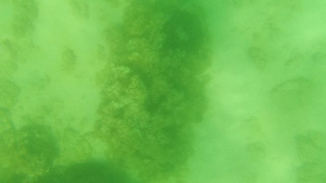 Underwater Seaweed Swirling in Turbulent Green Water