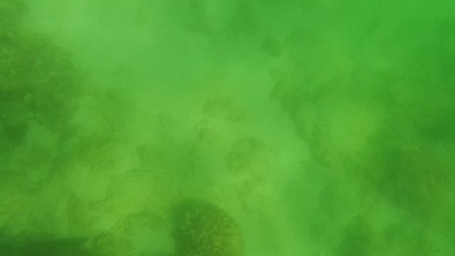 Diver's Shadow Gliding over Coral-covered Seabed