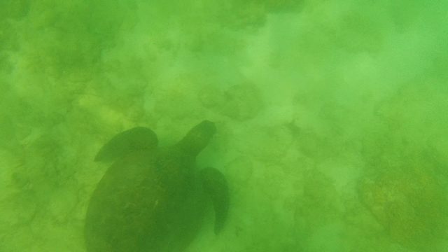 Sea Turtle Swimming Over Coral Seabed