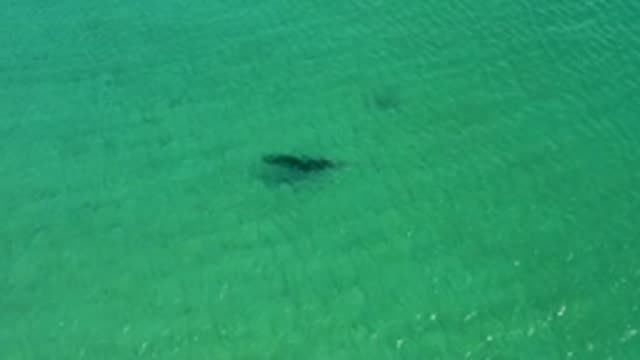 Stingray Swimming in Shallow Turquoise Water