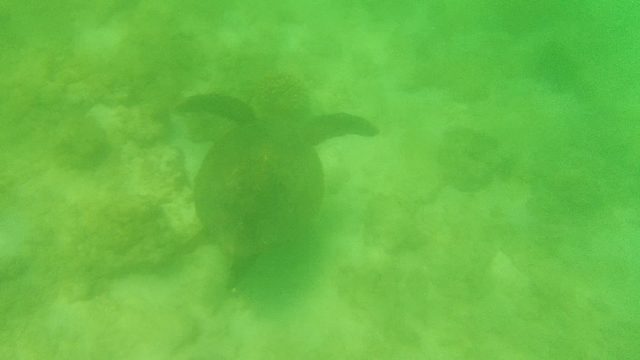 Sea Turtle Gliding Through Shallow Ocean Water