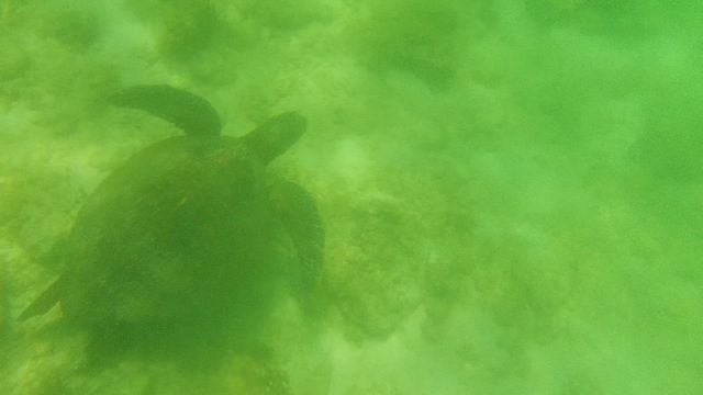 Sea Turtle Navigating Coral Reefs Underwater