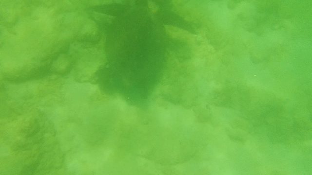 Sea Turtle Swimming Over Ocean Floor