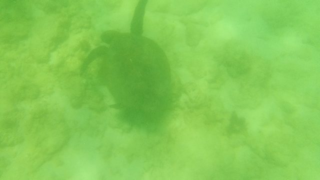 Sea Turtle Swimming Over Sandy Ocean Floor
