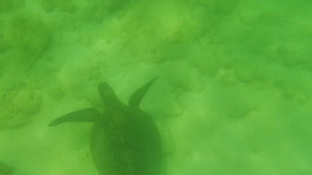 Sea Turtle Swimming in Shallow Green Water