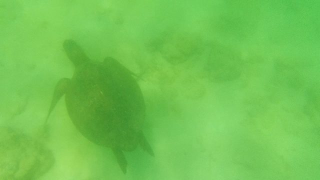 Sea Turtle Swimming in Shallow Green Water