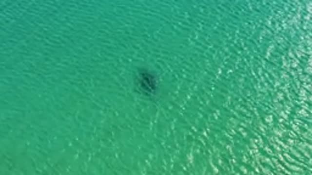 Dolphin Gliding Through Shallow Turquoise Waters