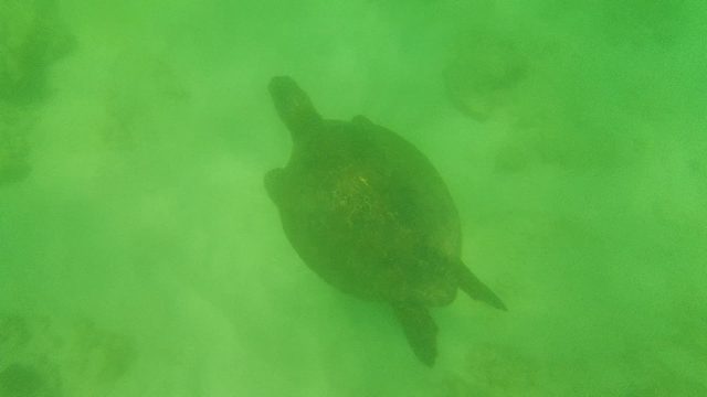 Sea Turtle Swimming in Green Ocean Water
