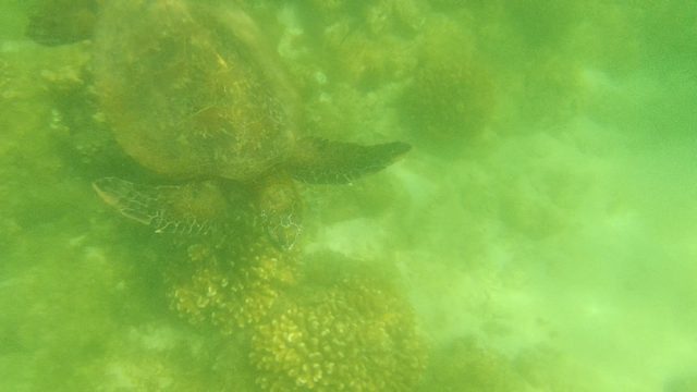 Sea Turtle Navigating Coral Reefs Underwater