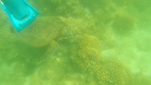Sea Turtle Swimming Among Coral Formations