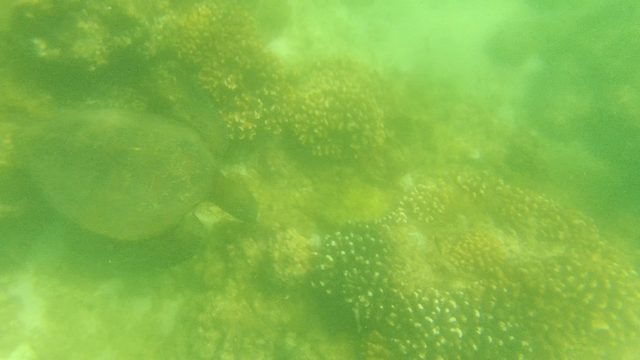 Underwater Fish and Coral Reef Activity