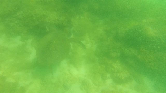 Sea Turtle Swimming Among Coral Reefs Underwater