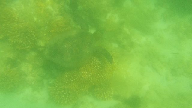 Sea Turtle Swimming Among Coral Formations