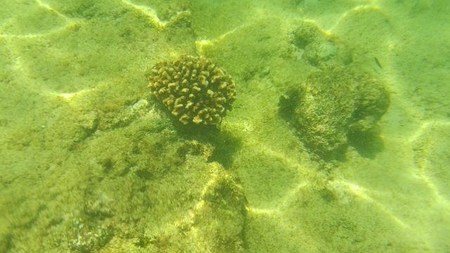 Shifting Underwater View of Coral and Rocky Seabed