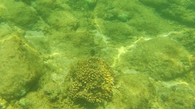 Underwater Seabed with Rocky Formations and Coral