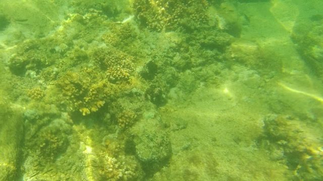 Coral Reefs and Seabed Under Clear Green Water