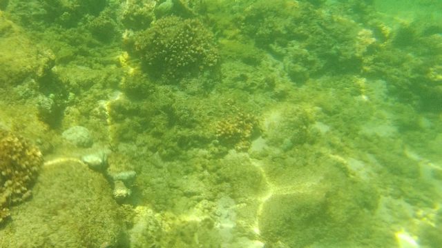 Underwater Coral Reef with Sunlight Patterns
