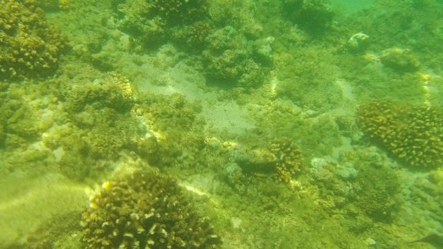 Coral Reef and Sandy Seabed Underwater
