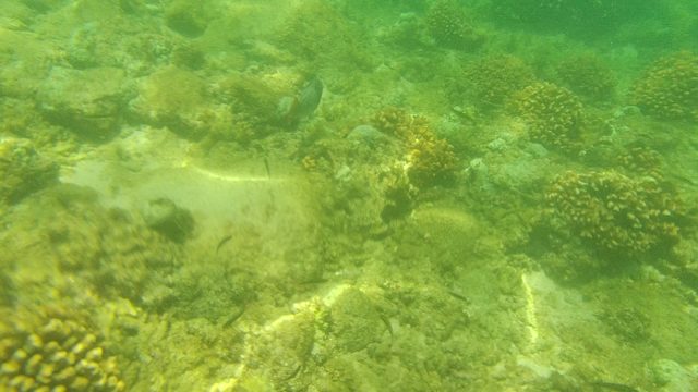 Underwater Coral Reef with Fish Swimming