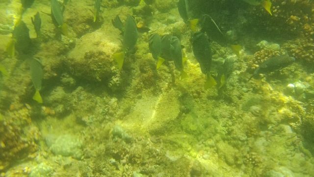 School of Fish Swimming Among Coral Reefs