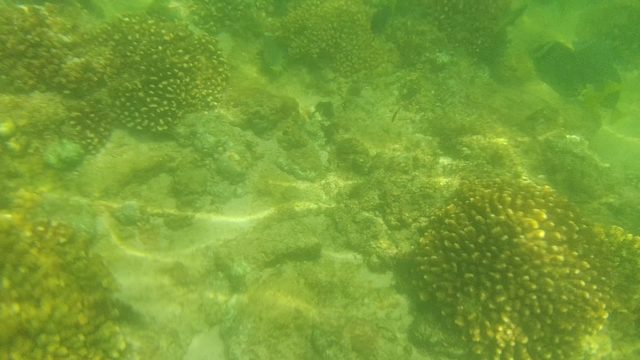 Underwater Coral Reef with Swimming Fish