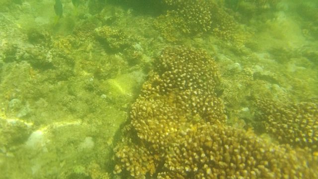 Underwater Coral Reef with Swimming Fish