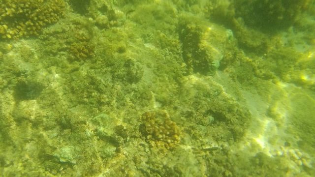 Coral and Seabed Underwater with Sunlight Patterns