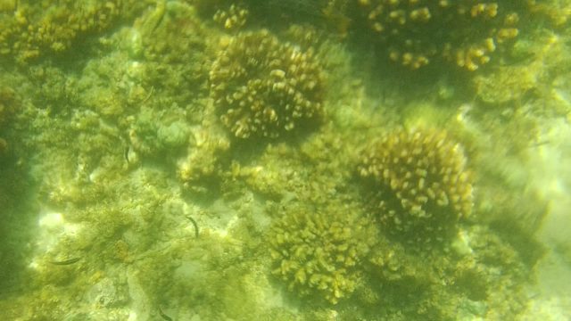 CABO PULMO BCS MEXICO-2022: Underwater Coral Reef with Small Fish Swimming
