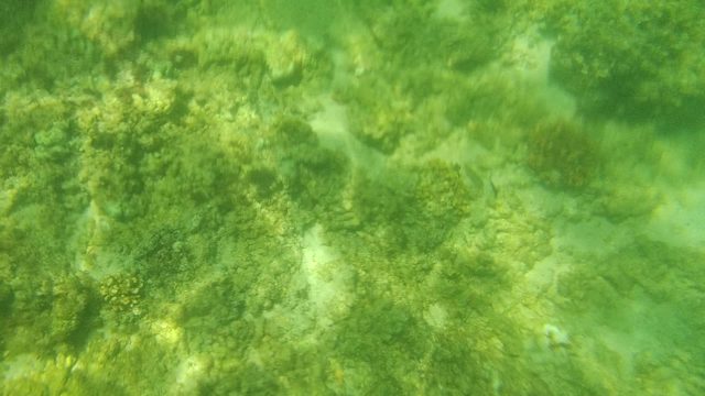 CABO PULMO BCS MEXICO-2022: Underwater Coral Reef with Small Fish Swimming