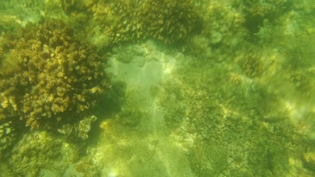 CABO PULMO BCS MEXICO-2022: Underwater Coral Reef with Diverse Formations